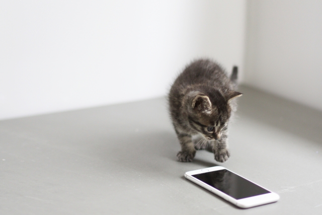 子猫もネットサーフィン